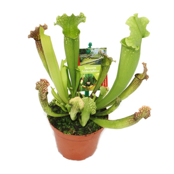 Schlauchpflanze - Sarracenia - Überraschungssorte - 9cm Topf