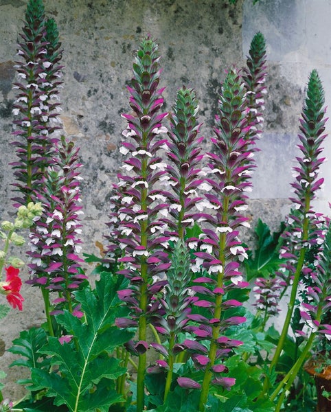 Acanthus mollis, Bärenklau, ca. 11x11 cm Topf, dekorativ
