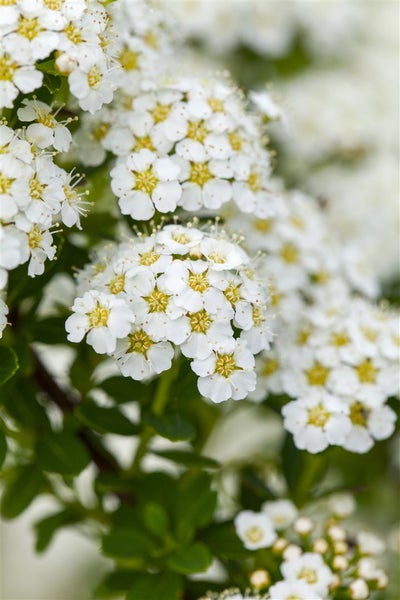 Spiraea arguta, Brautspiere, weiß, 60–80 cm