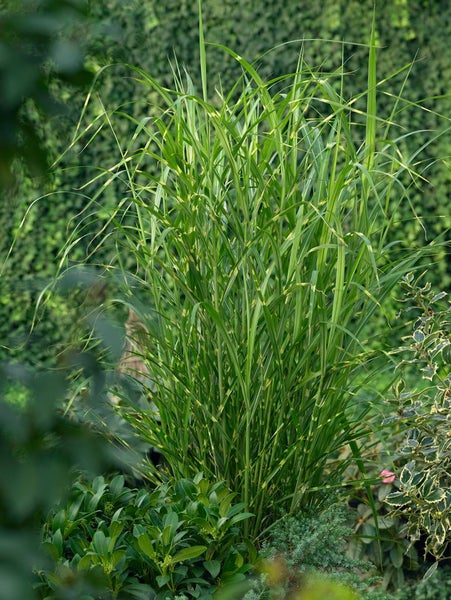 Zebragras im Gartenbeet
