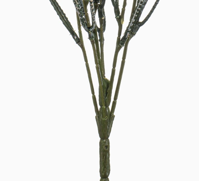 Hängende Zimmerpflanze mit grün-weiß gestreiften Blättern an langen Ranken.