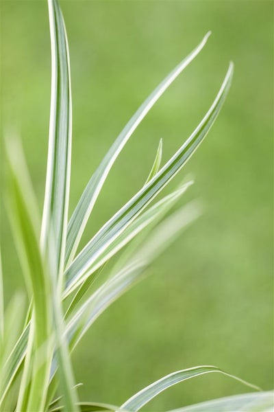 Carex caryophyllea 'The Beatles', Segge, ca. 9x9 cm Topf