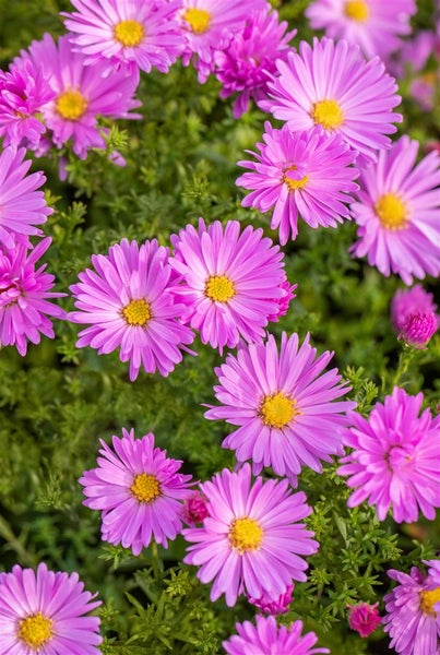 Aster dumosus 'Herbstgruß v.Bresserhof', Herbstaster, violett, ca. 9x9 cm Topf