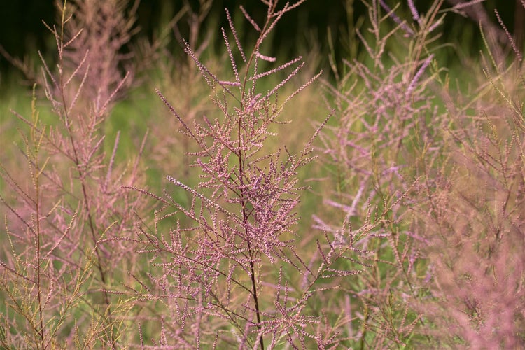 Tamarix ramosissima 'Pink Cascade', Rosarote Tamariske, 100–150 cm