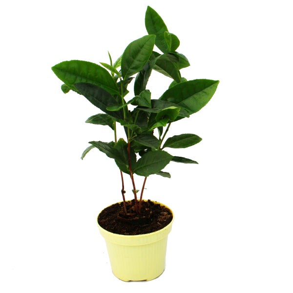 Echte TeePflanze Camelia sinensis HORNBACH