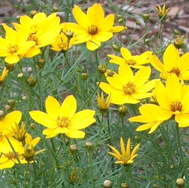 Gelbe Coreopsis-Blüten im Garten