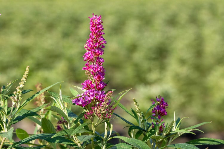 Buddleja davidii 'Butterfly Tower', Schmetterlingsflieder, 40–60 cm