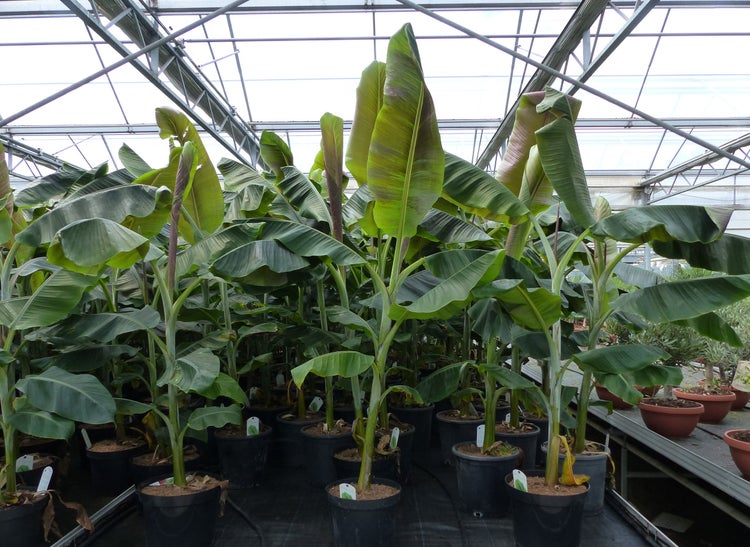 Gruppen von Bananenpflanzen mit großen Blättern in Pflanzentöpfen in einem Gewächshaus.