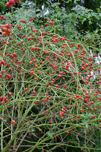 Rosa canina, Hundsrose, rosa Blüten, 60–100 cm