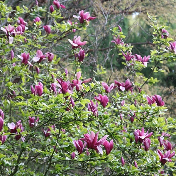 Magnolienbaum mit violetten Blüten und grünen Blättern