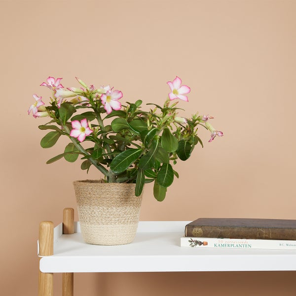 Bloomique - Adenium Obesum - Wüstenrose - blühend - Zimmerpflanzen - sehr pflegeleicht - Topf 13 cm - 25-35 cm hoch