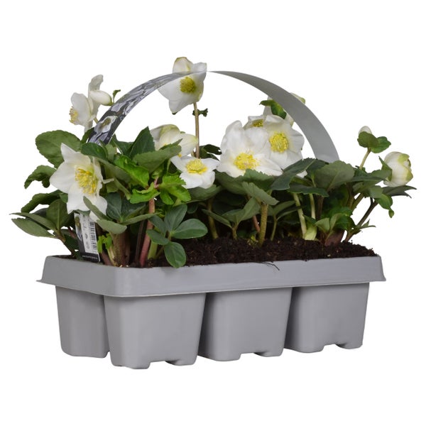 1x 6er-Pack Helleborus 'Christmas Carol' - Winterblüher - Pflegeleicht - ⌀9 cm - ↕15-20 cm