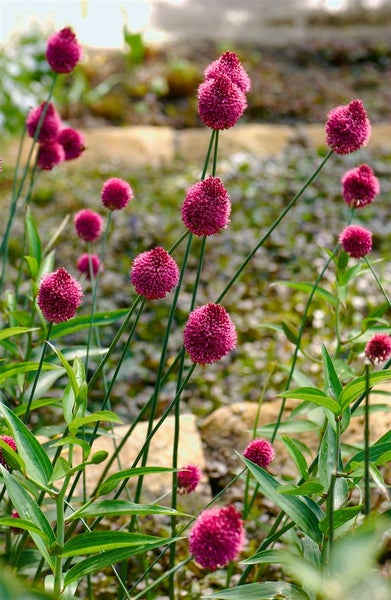 Allium sphaerocephalon, Kugellauch, purpurrot, ca. 9x9 cm Topf