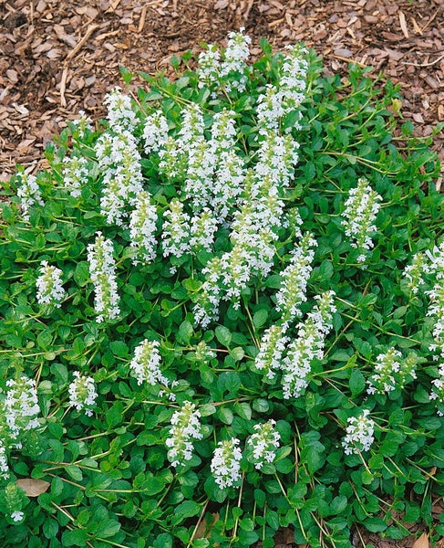 Ajuga reptans 'Sanne', Günsel, blauviolett, ca. 9x9 cm Topf