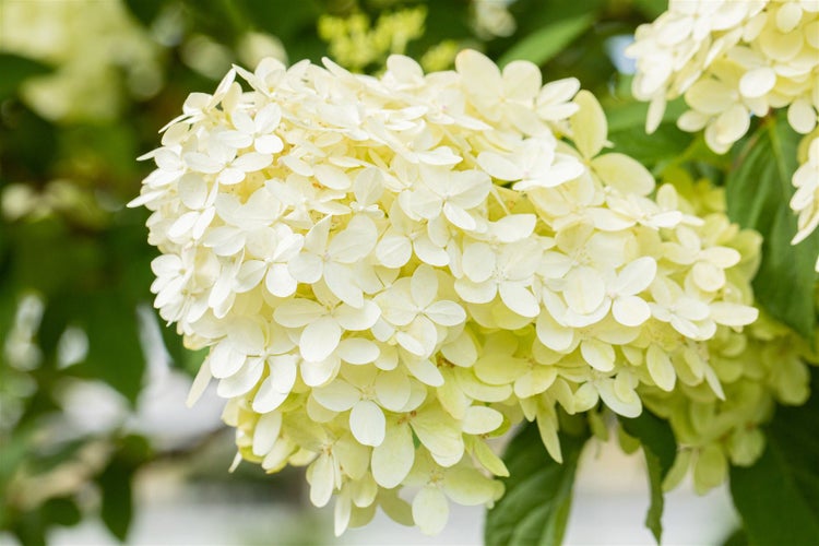 Rispenhortensie im Detail