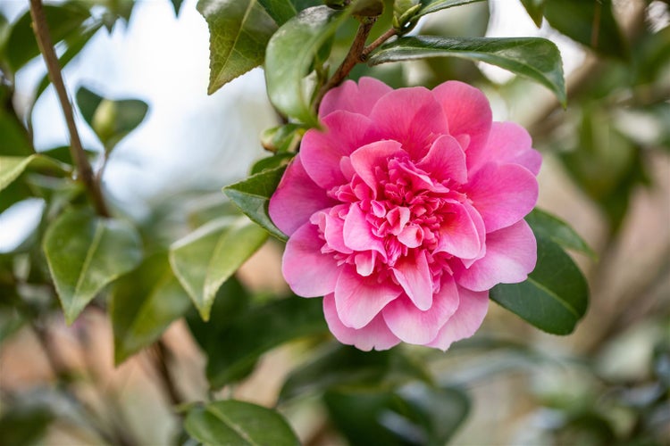 Camellia x williamsii 'Debbie', Kamelie, rosa Blüten, 40–60 cm