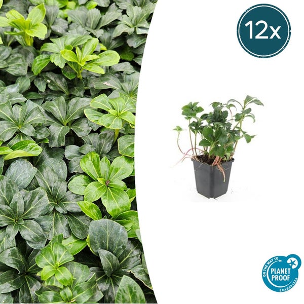 Erdbeerpflanze im schwarzen Kunststofftopf mit Garden Basics Logo und Planet Proof Siegel.