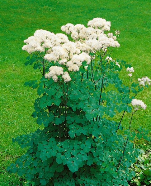 Pflanze mit grünem Laub und weißen Blüten im Garten.