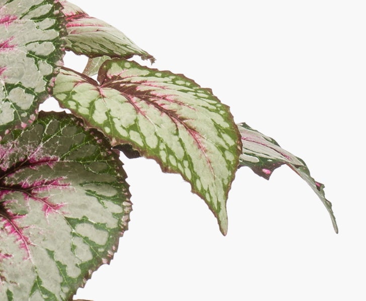 Begonia Rex Zimmerpflanze mit gemusterten Blättern in einem rustikalen Tontopf.