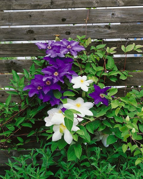 Clematis Hybride 'Madame Le Coultre', weiß, 60–100 cm