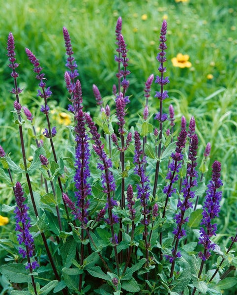 Salvia nemorosa 'Caradonna', Steppensalbei, violett, ca. 9x9 cm Topf