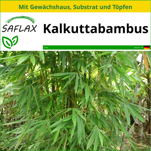 SAFLAX Anzucht Set - Kalkuttabambus - Dendrocalamus strictus - 50 Samen - Mit Mini-Gewächshaus, Anzuchtsubstrat und 2 Töpfen
