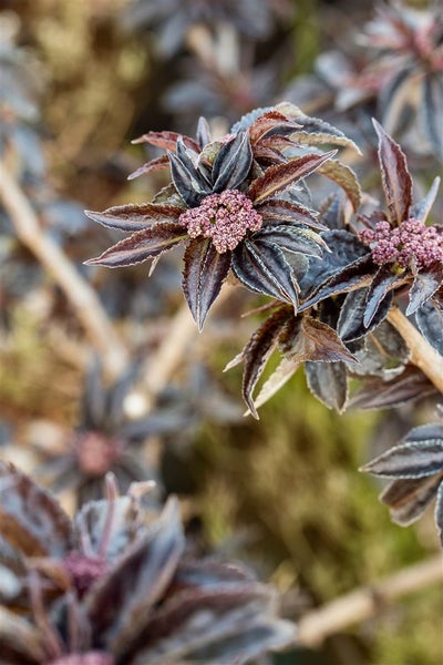 Sambucus nigra 'Black Tower', Schwarzer Holunder, dunkelviolett, 40–60 cm