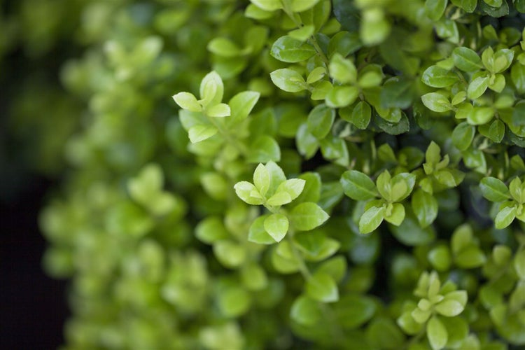 Ilex crenata 'Golden Rock', Japanische Stechpalme, goldgelb, 60–80 cm