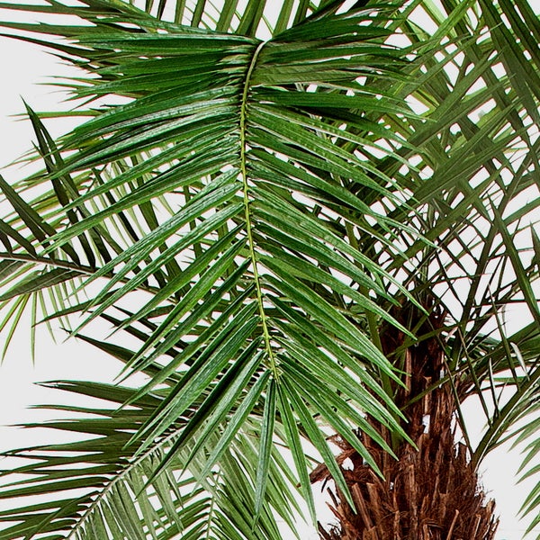 Nahaufnahme einer Kanarischen Dattelpalme mit grünen Palmwedeln und braunem Stamm.