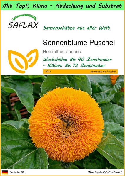 SAFLAX Garden to go - Sonnenblume Puschel - Helianthus annuus - 40 Samen - Mit Topf, Klima - Deckel und Anzuchtsubstrat