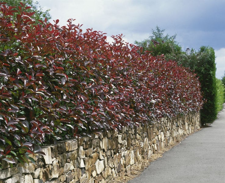 Im Bild ist eine Steinmauer mit einer Hecke zu sehen.