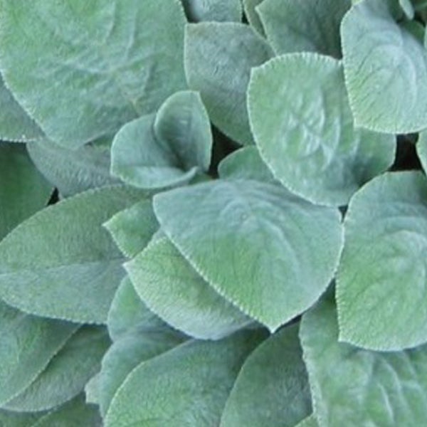 Nahaufnahme von Wollziestblättern