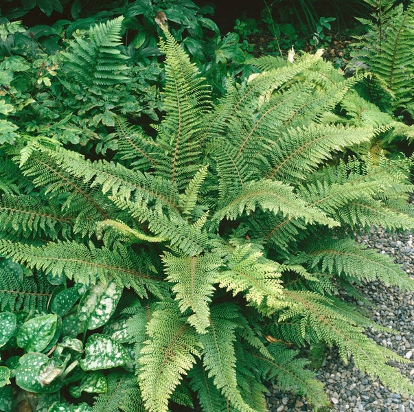 Polystichum setiferum, Filigranfarn, ca. 9x9 cm Topf