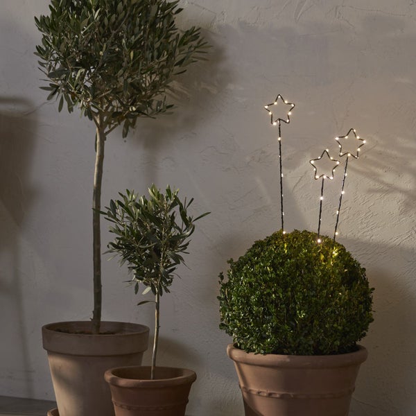 Dekorative Szene mit Olivenbäumen in Tontöpfen und Buchsbaumkugel mit Sternenlichtern