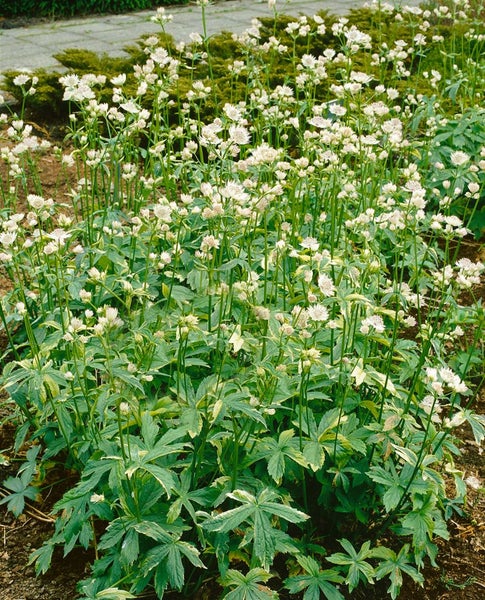 Großes Sterndolde Pflanzen im Garten.