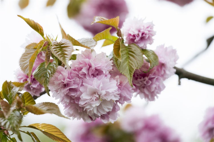 Prunus serrulata 'Kanzan', Japanische Blütenkirsche, rosa, 125 cm Stammhöhe