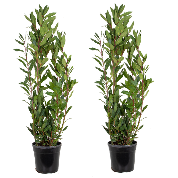 2x Laurus Nobilis - Küchenlorbeer - Strauch - Immergrün – ⌀21 cm - ↕80-100 cm