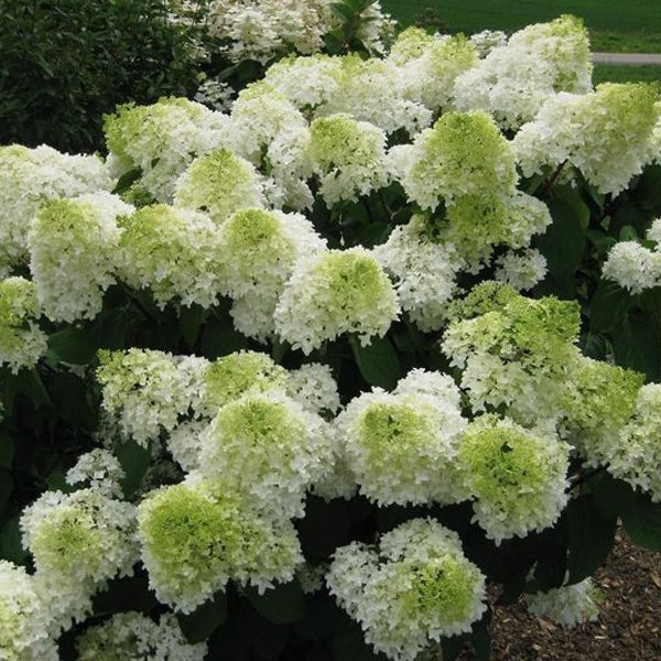 Rispenhortensie mit weissen Blüten
