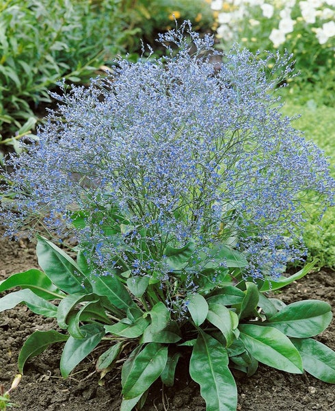 Limonium latifolium, Meerlavendel, blauviolett, ca. 9x9 cm Topf