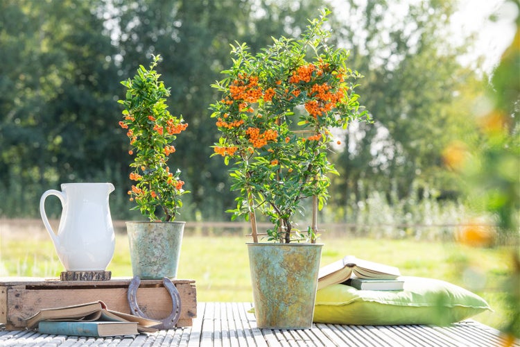 Pyracantha 'Orange Glow', Feuerdorn, orange Beeren, 125–150 cm