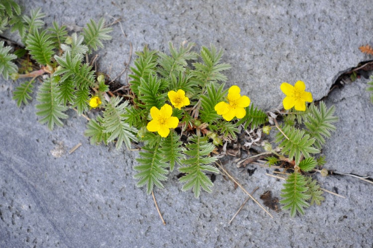 SAFLAX  - Gänsefingerkraut - Potentilla anserina - 20 Samen