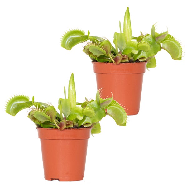 2x Dionaea Muscipula – Fleischfressende Pflanze – Pflegeleicht –⌀6 cm – ↕05-10 cm