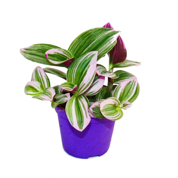 Exotenherz Dreimasterblume Tradescantia Nanouk pflegeleichte hängende Zimmerpflanze 9cm Topf pink