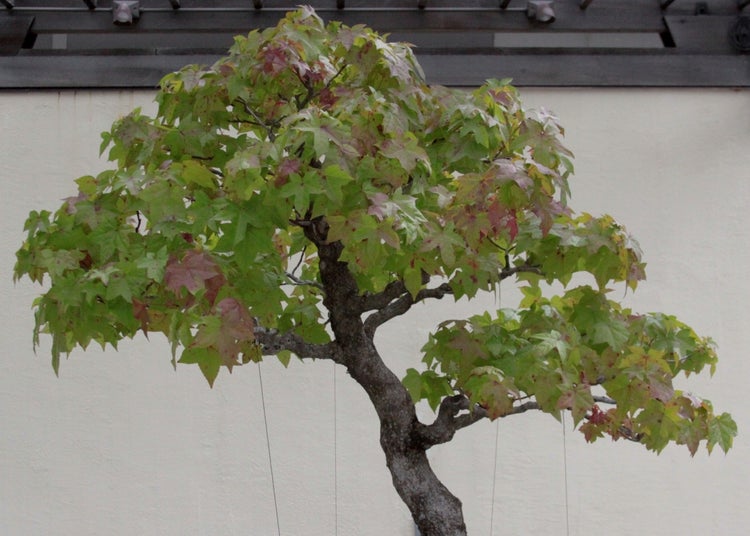 SAFLAX  - Amerikanischer Amberbaum - Liquidamber styraciflua - 100 Samen