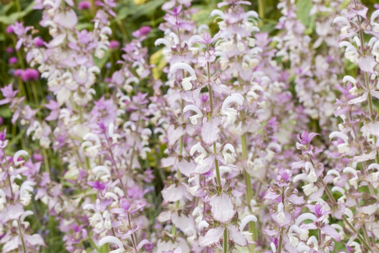 Salvia sclarea, Muskatellersalbei, aromatisch, ca. 11x11 cm Topf