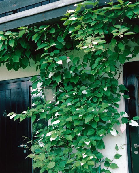 Actinidia kolomikta, Kiwi, dekoratives Laub, 100–150 cm