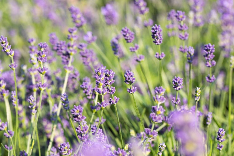 Lavandula x intermedia 'Grosso', Lavendel, duftend, ca. 9x9 cm Topf