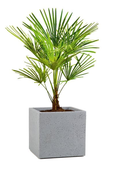 Scheurich C-Cube 40, Pflanzgefäß/Blumentopf/Pflanzkübel, quadratisch,  aus Kunststoff Farbe: Stony Grey, 38 cm Durchmesser, 33 cm hoch, 44 l Vol.