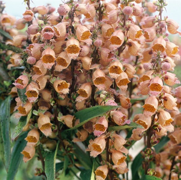 Digitalis parviflora, Fingerhut, bronzefarben, ca. 9x9 cm Topf