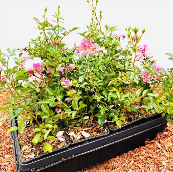 Rosen-Setzlinge in einer schwarzen Anzuchtschale mit rosa Blüten und grünen Blättern